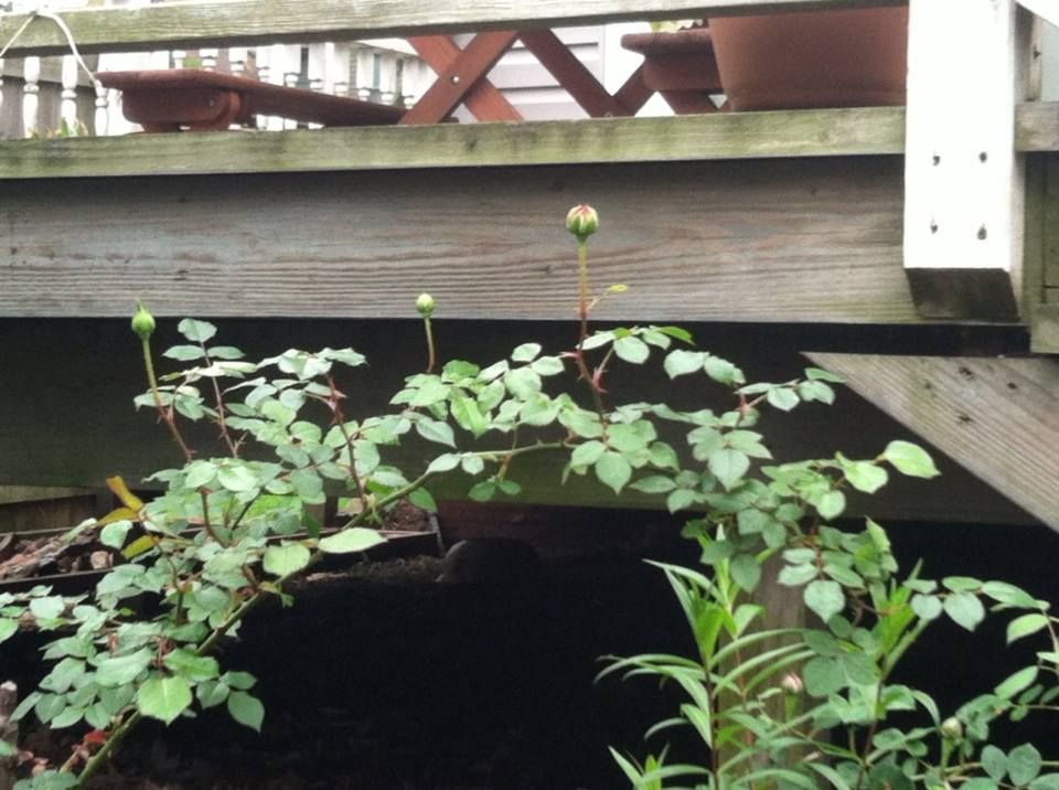 photo 10345933_10152126119622285_359796022980709409_n.jpg